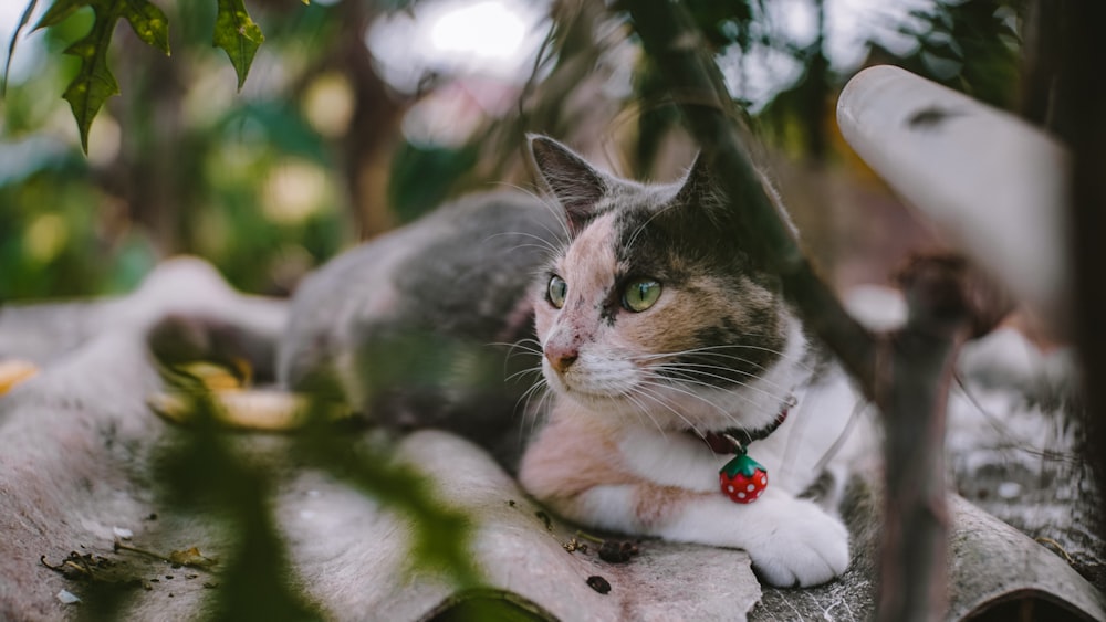 white and black cat on tree branch