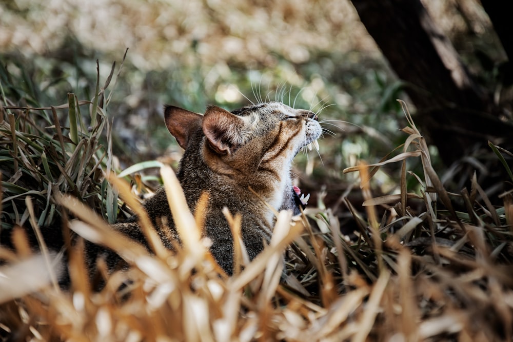 Braune Tabby-Katze tagsüber auf braunem Gras