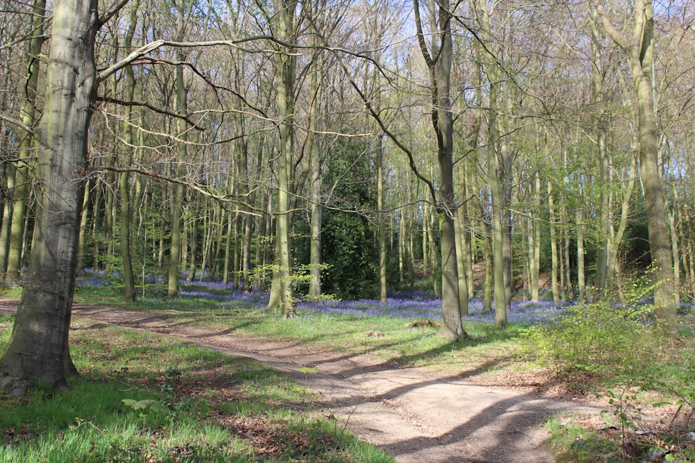 brown dirt road between green grass and trees during daytime