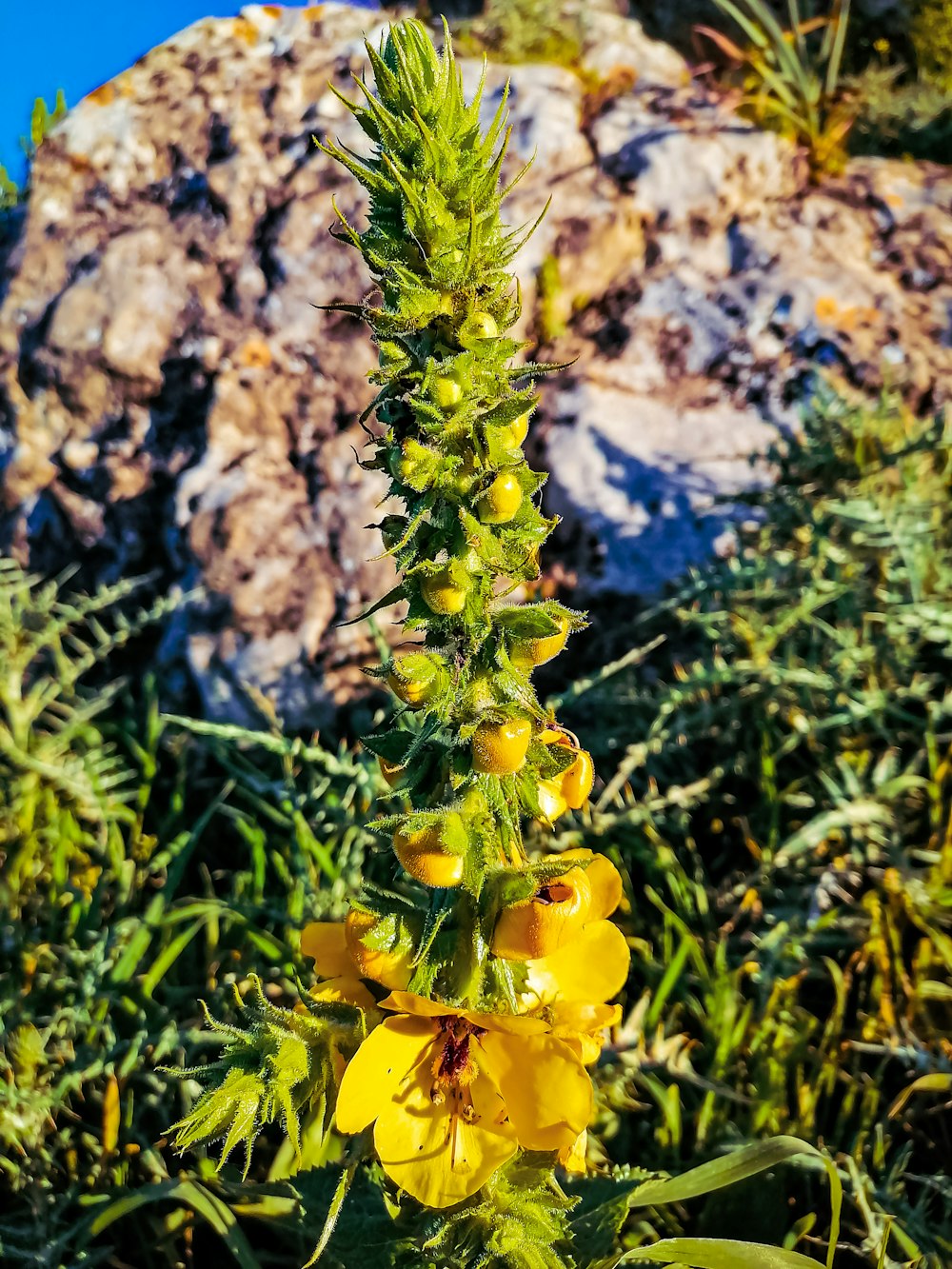 yellow flower with green leaves