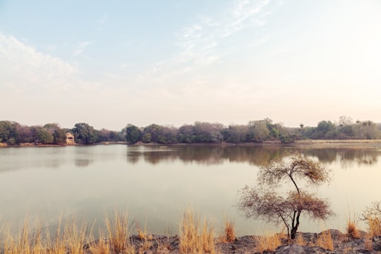 brown grass near lake under white sky during daytime in Ranthambore National Park India