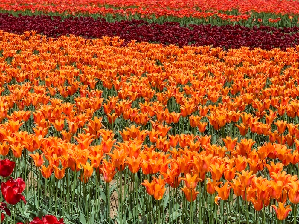 red and yellow flower field during daytime