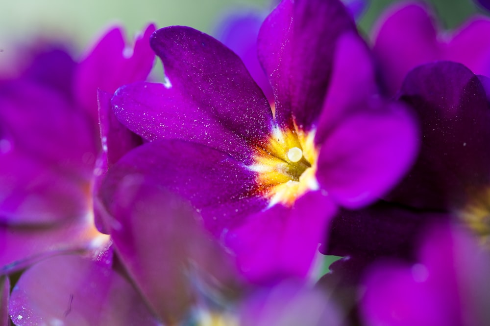 purple flower in macro shot