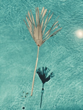 A dried palm leaf floats on the surface of a pool of vibrant blue water, casting a distinct shadow beneath.