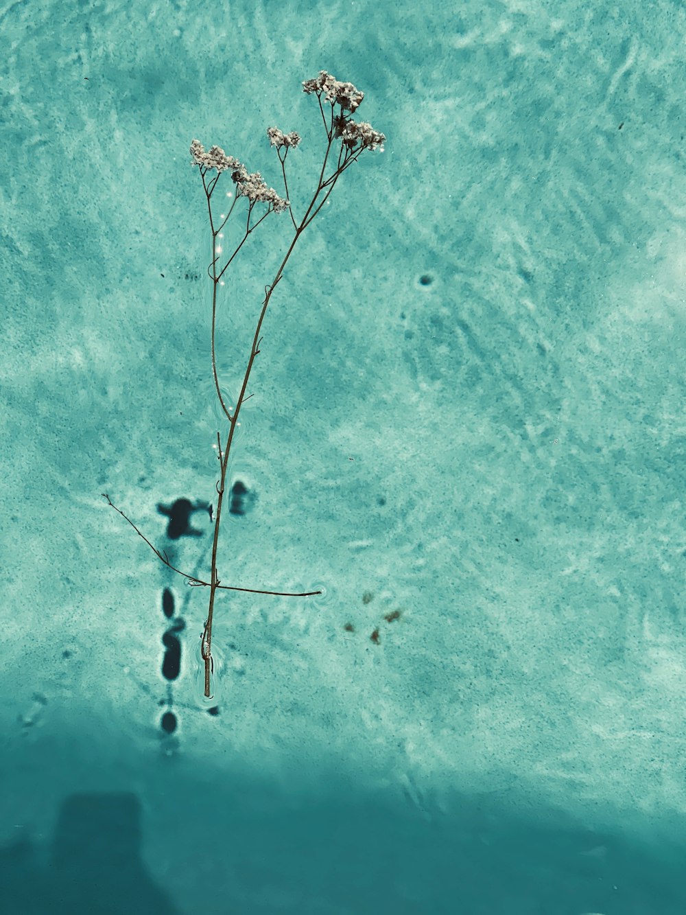 brown leafless tree on blue water