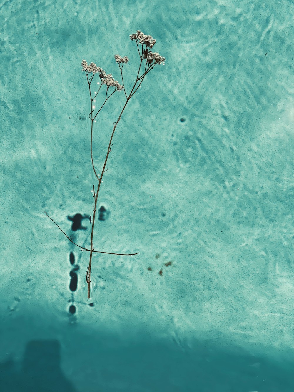 푸른 물에 갈색 잎이없는 나무