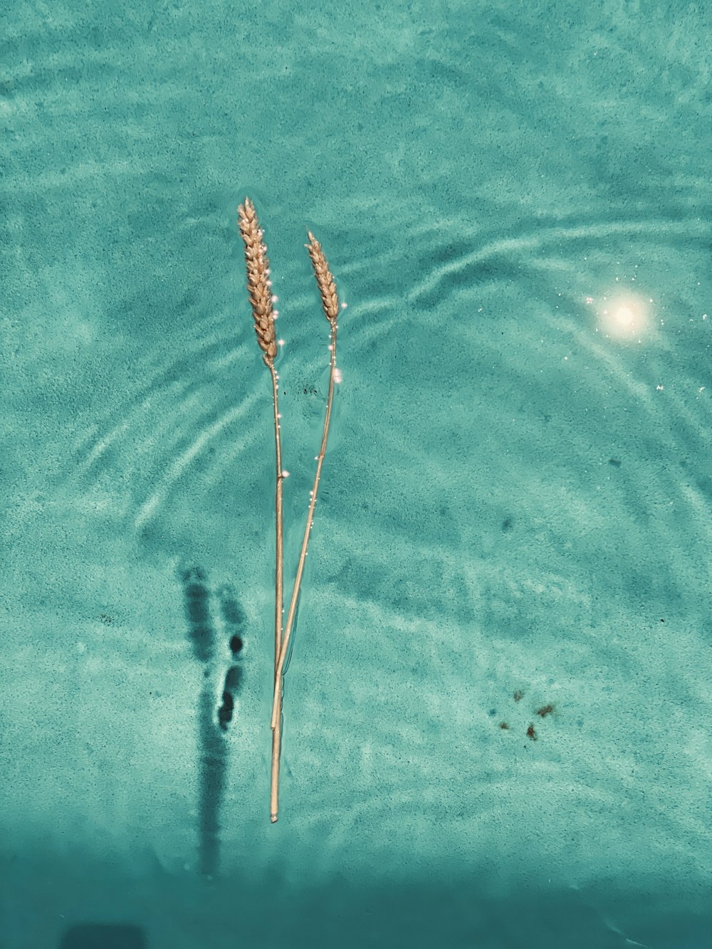 brown and white plant on blue water