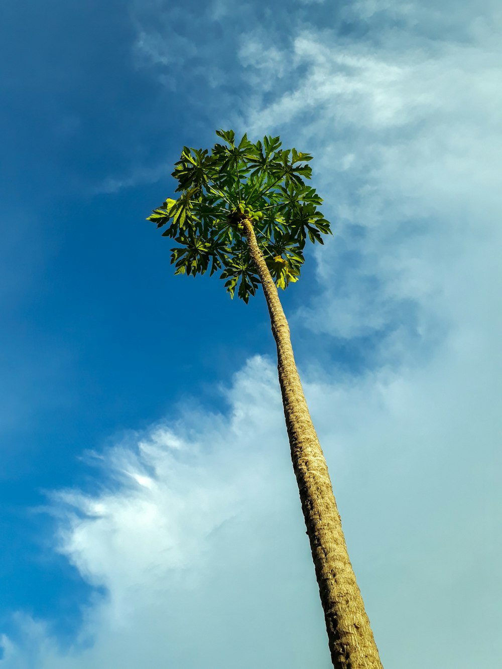 Grüne Palme unter blauem Himmel