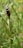A beetle with elongated antennae and a brown, oval-shaped body is perched on a green, spiky plant stem against a blurred background of greenery and hints of yellow and pink flowers.