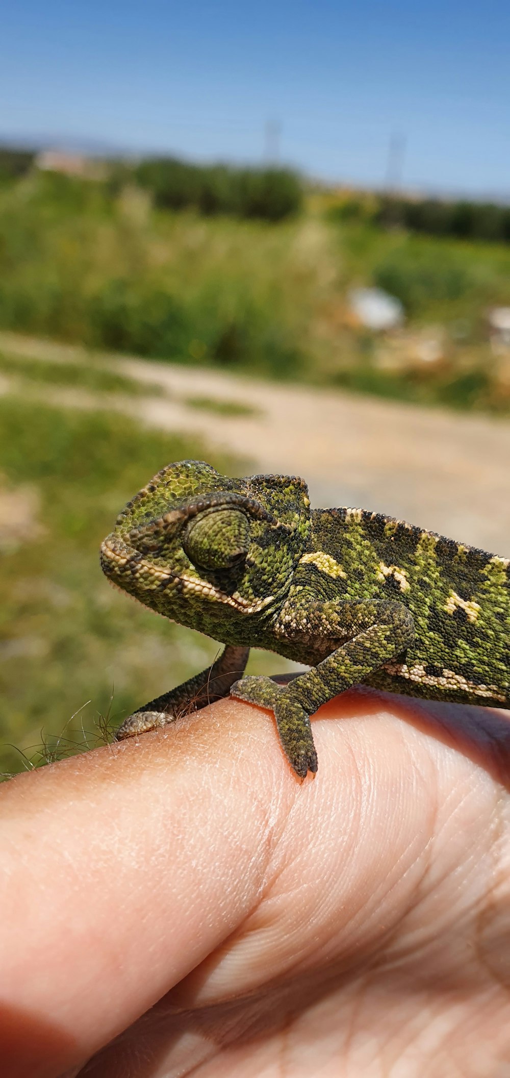 person holding green and black chameleon