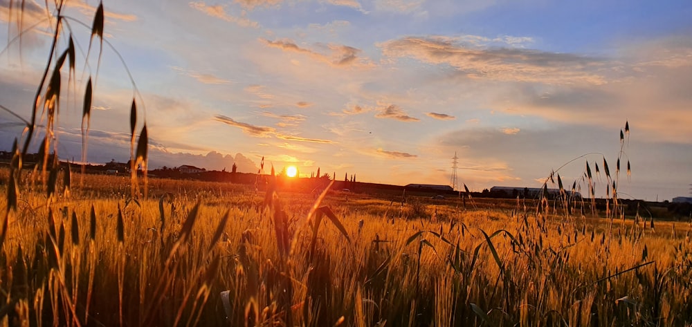 green grass field during sunset