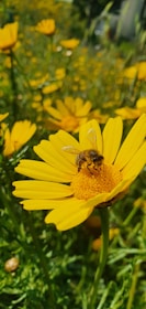 yellow flower with bee during daytime
