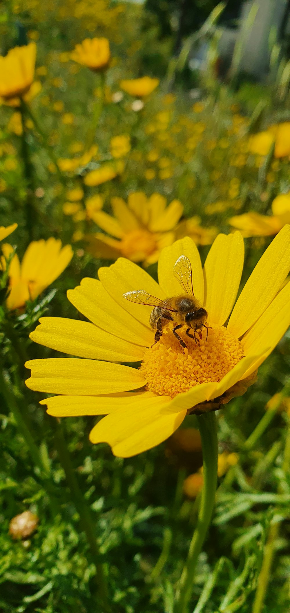 flor amarela com abelha durante o dia