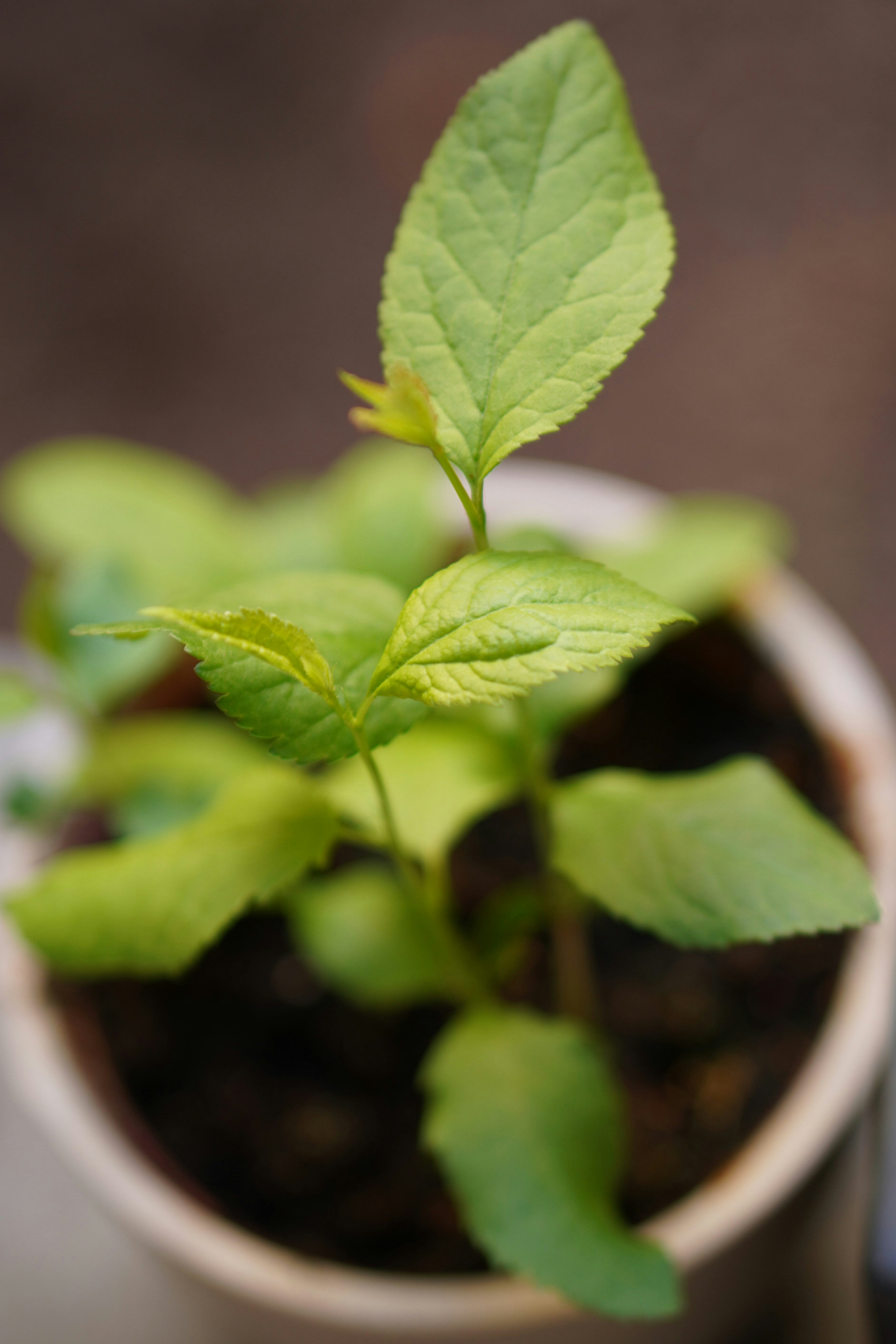 شتلة ياسمين معطرة