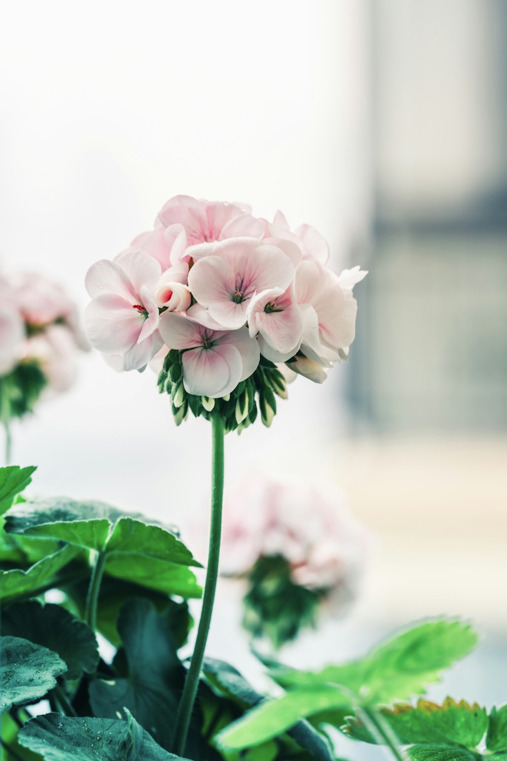 Rosa rosada en flor durante el día