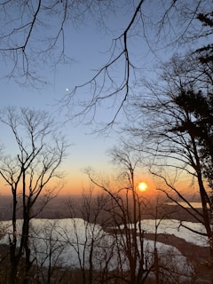 A serene seascape with calm blue waters blending into the horizon at sunset, framed by branches of a walnut tree.