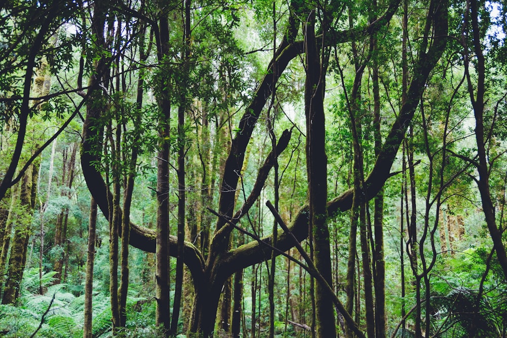 green trees in forest during daytime