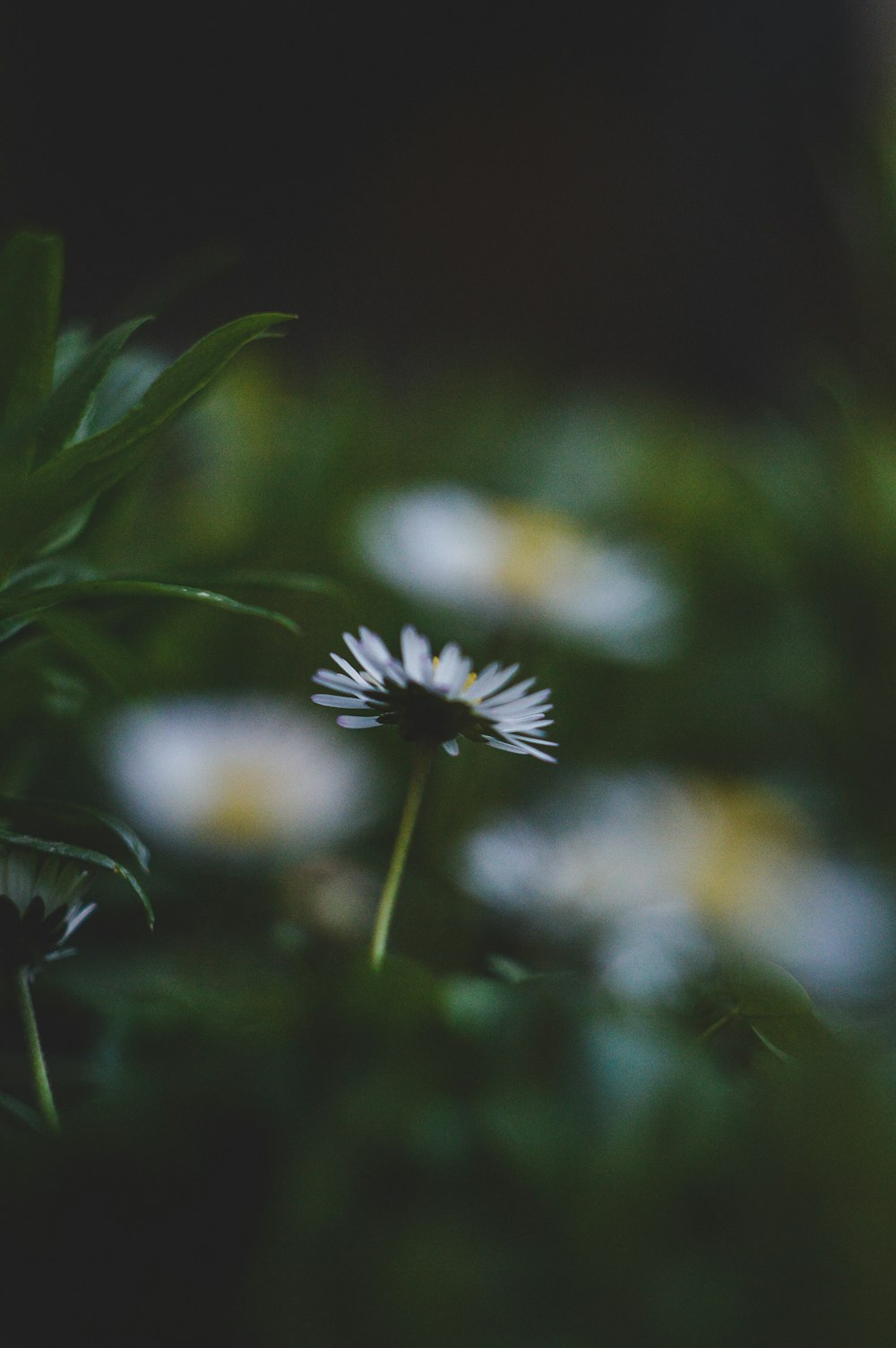 white and yellow flower in tilt shift lens