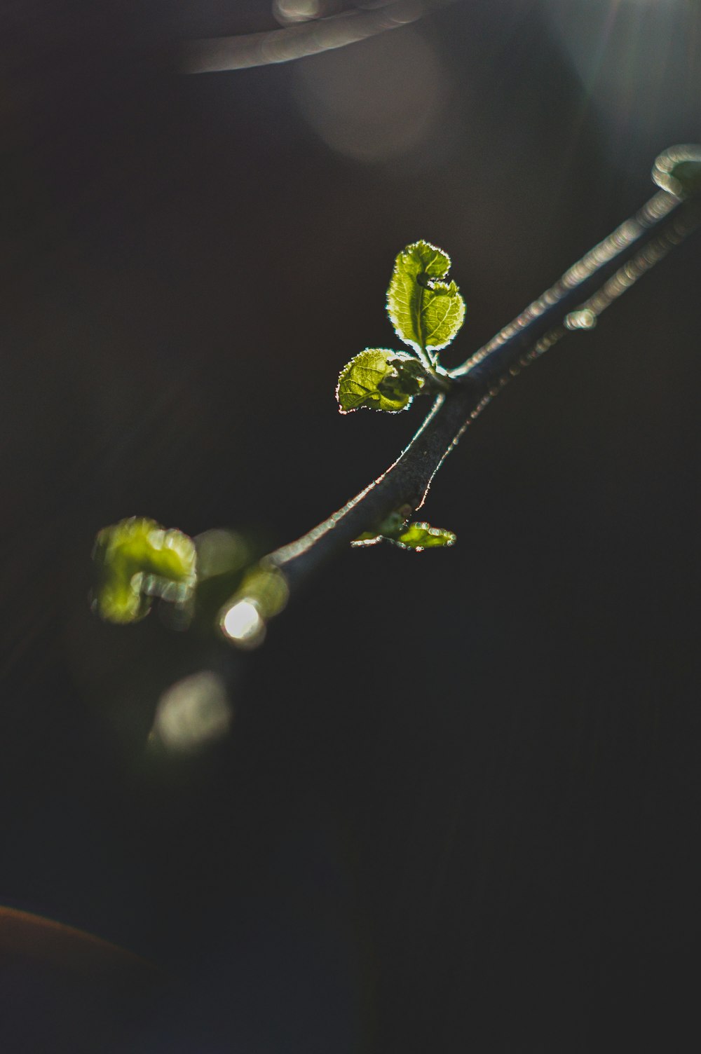 green plant in close up photography