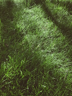 green grass field during daytime