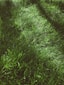 green grass field during daytime