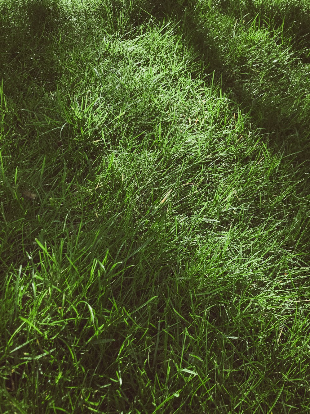 green grass field during daytime