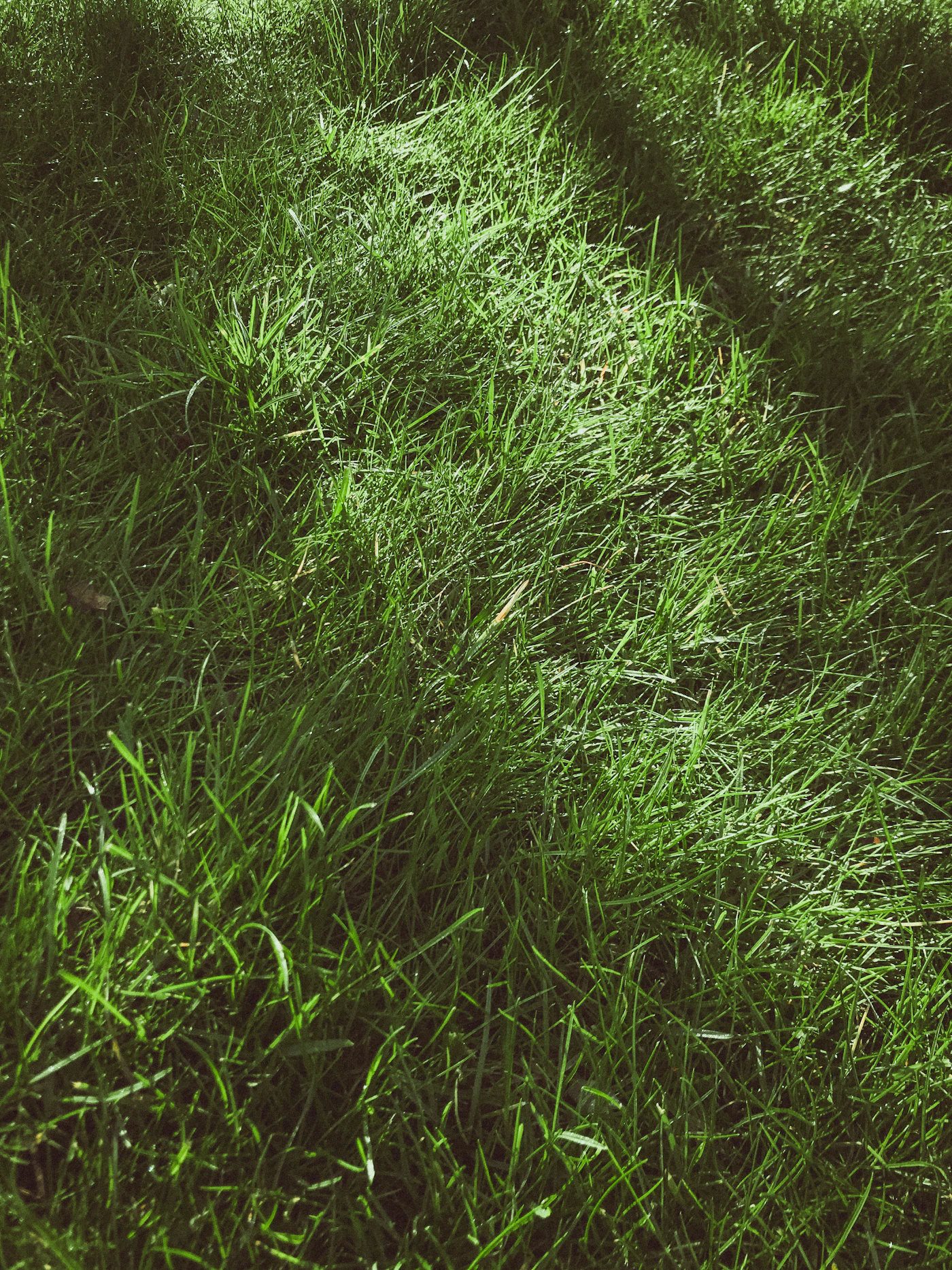 A lush, evenly cut green lawn in daylight