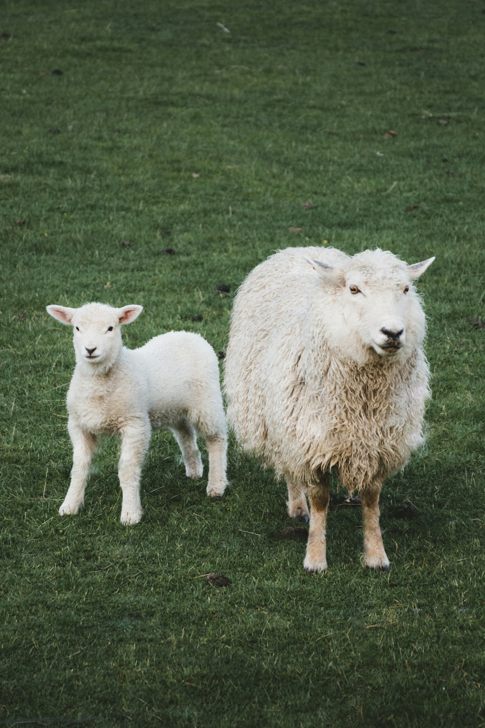 white sheep on green grass field during daytime