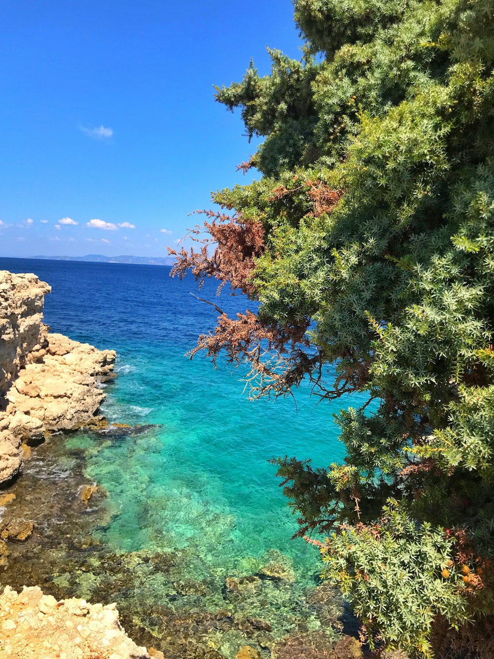 green trees near blue sea under blue sky during daytime