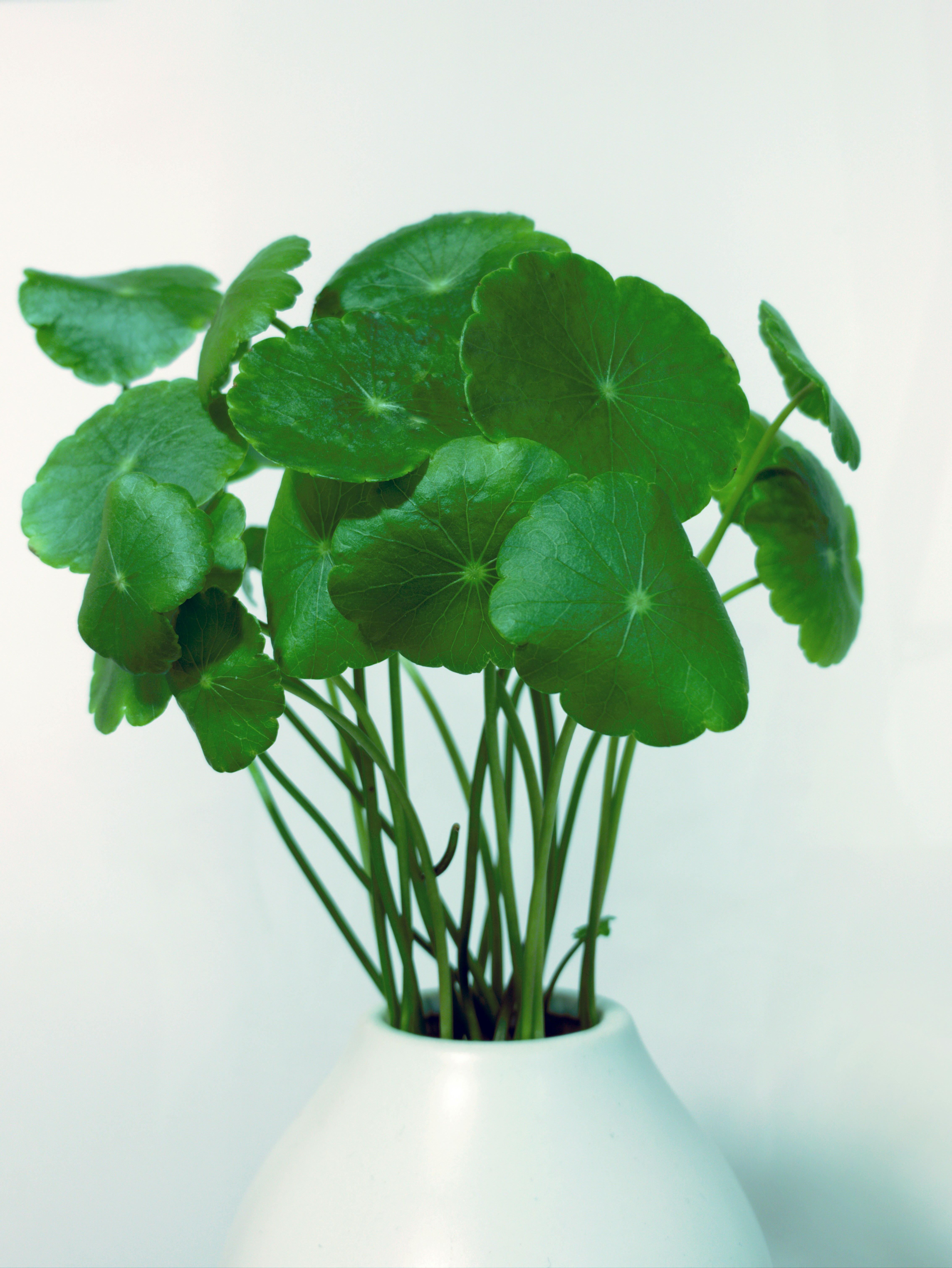 green plant on white ceramic vase