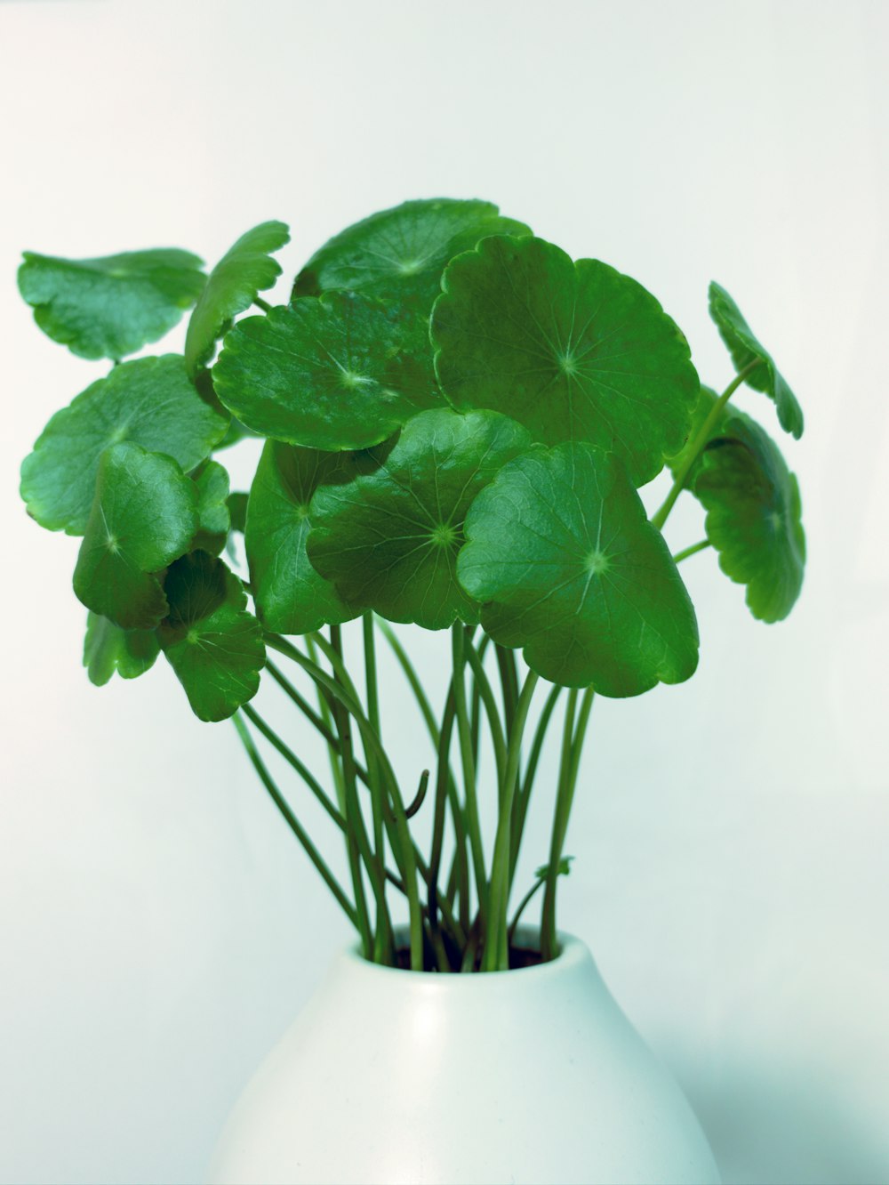 green plant on white ceramic vase