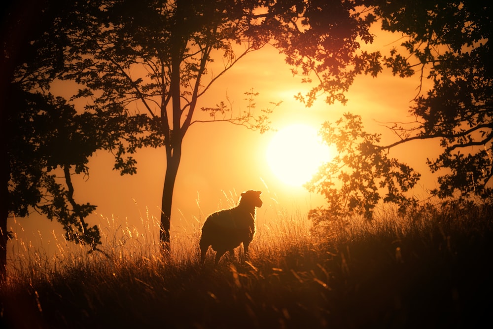 silhouette of a dog on grass field during sunset