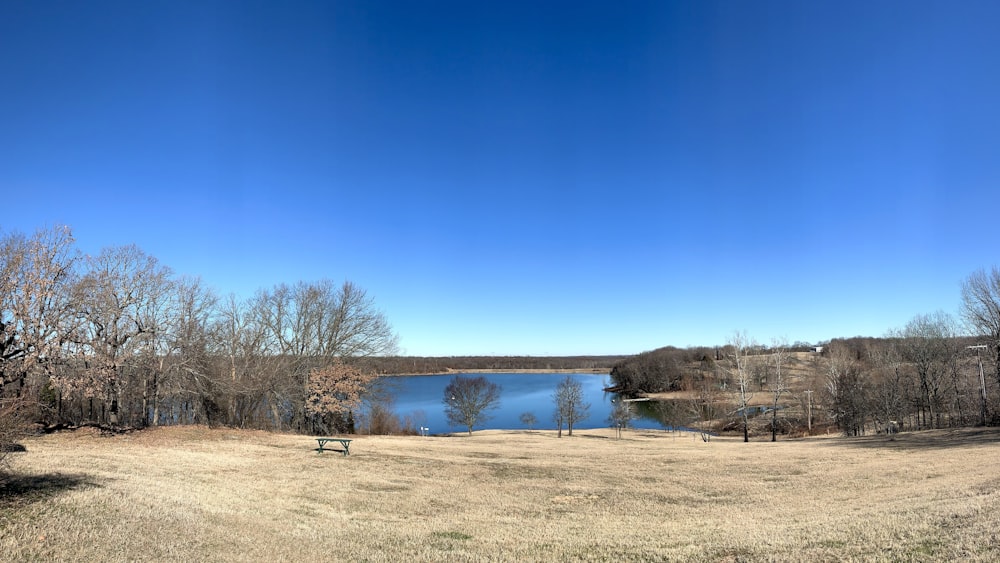 bare trees near body of water under blue sky during daytime