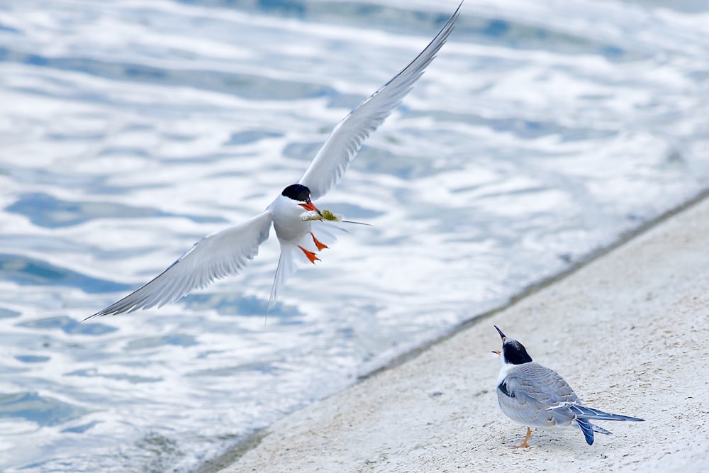 white and black bird flying over the sea