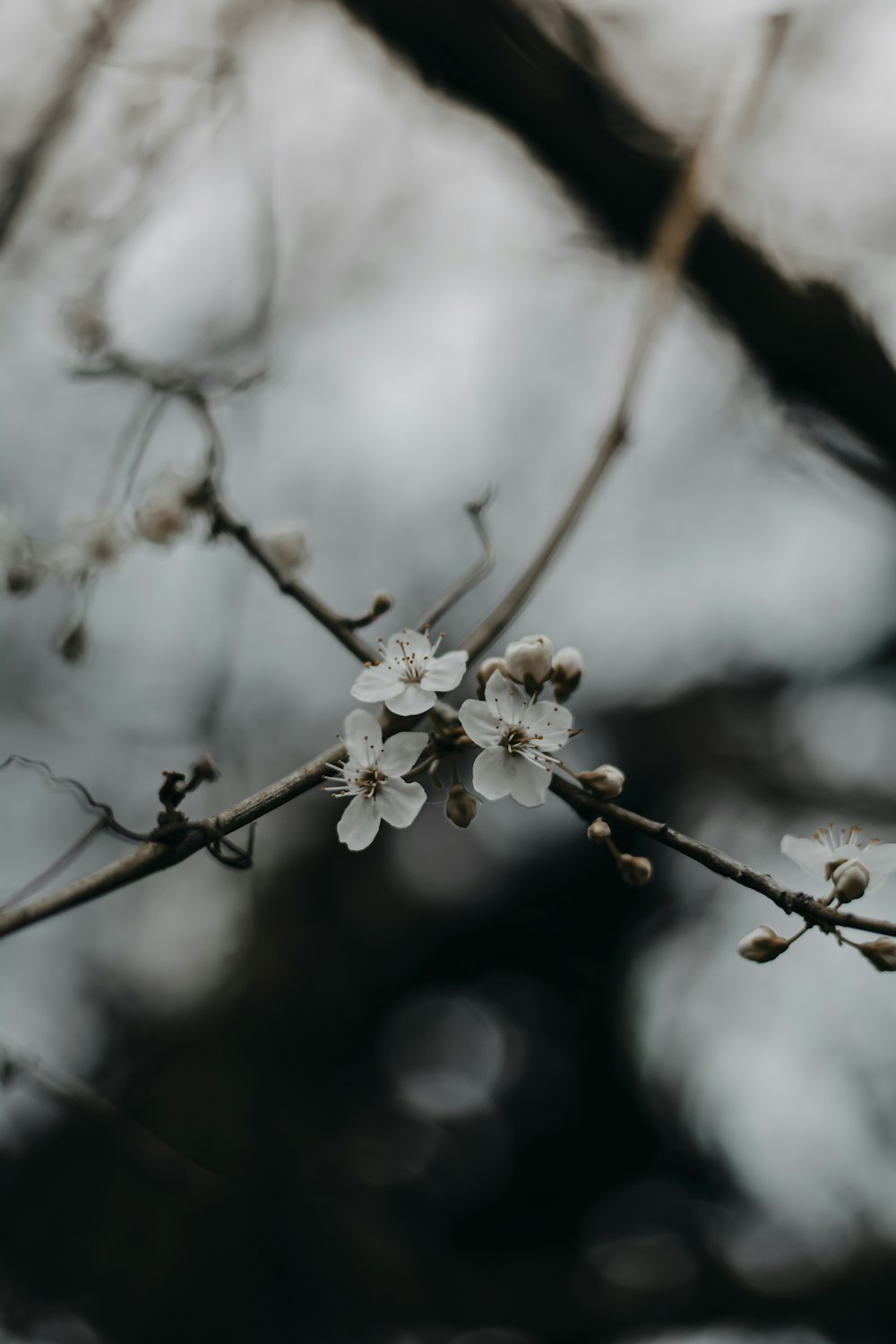 white cherry blossom in close up photography