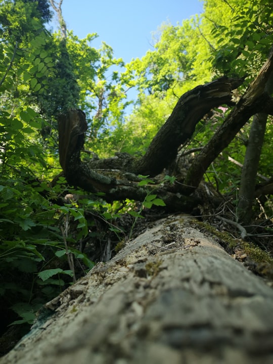 green leaved trees during daytime in Genève Switzerland