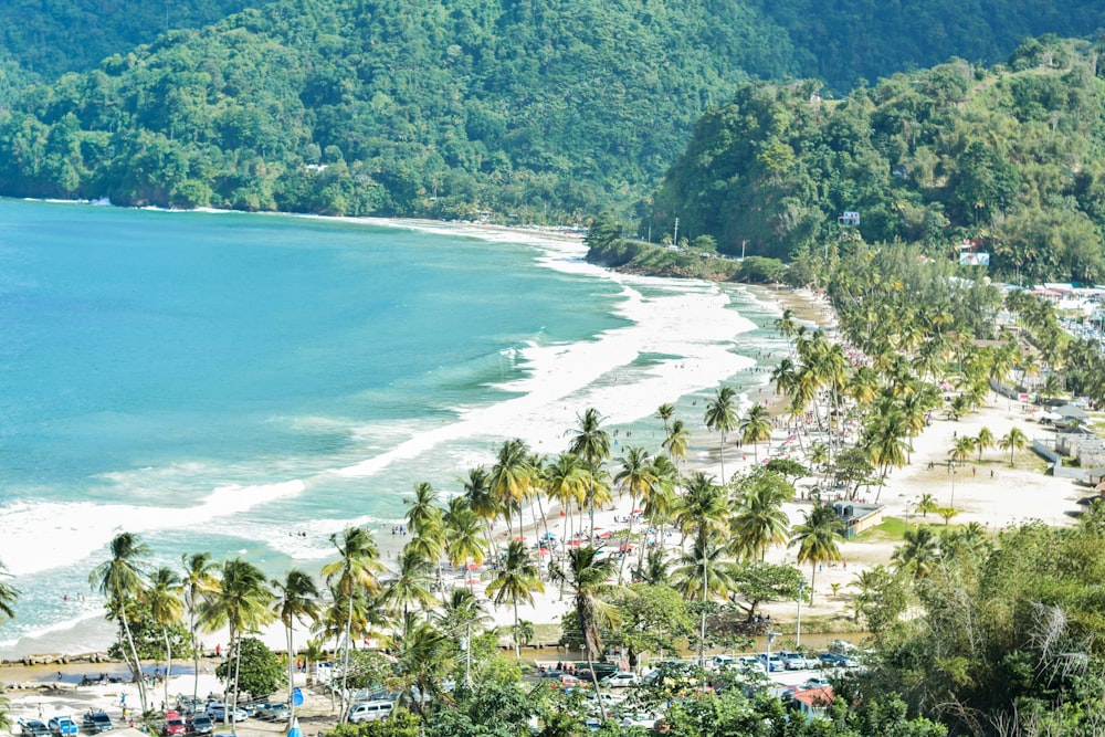 green trees on white sand beach during daytime