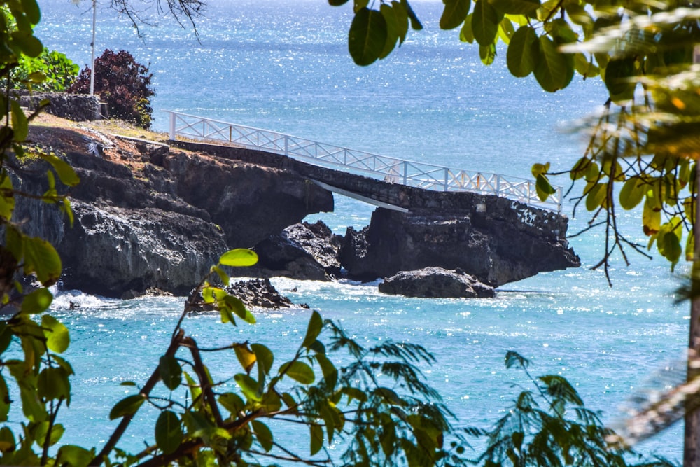 green leaves on rocky shore during daytime