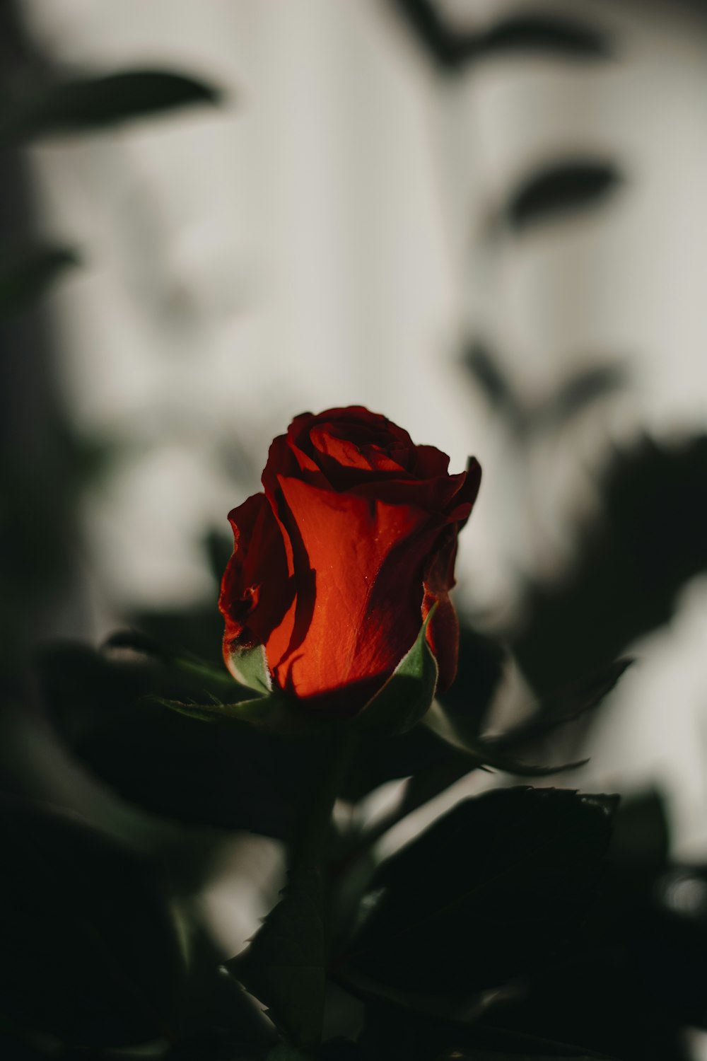 a single red rose sitting on top of a green plant