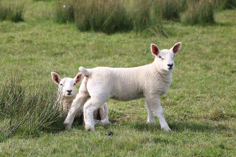 white sheep on green grass field during daytime