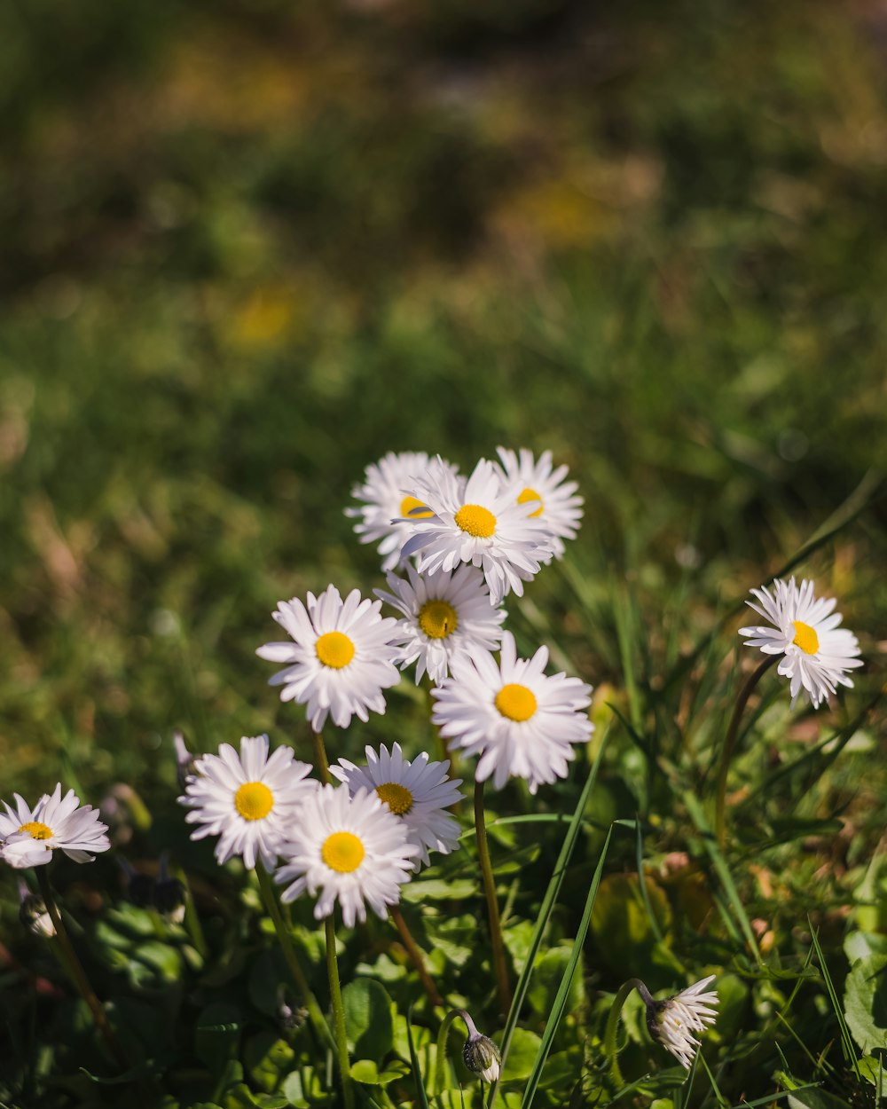 white daisies in tilt shift lens