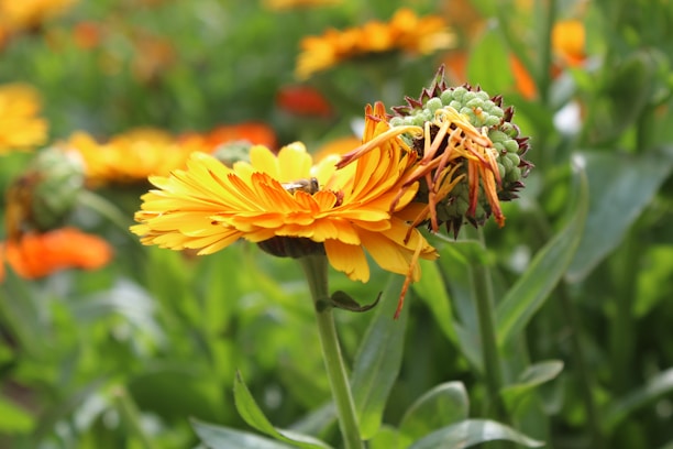Close-up of delicate calendula flowers symbolizing natural and gentle skincare ingredients.