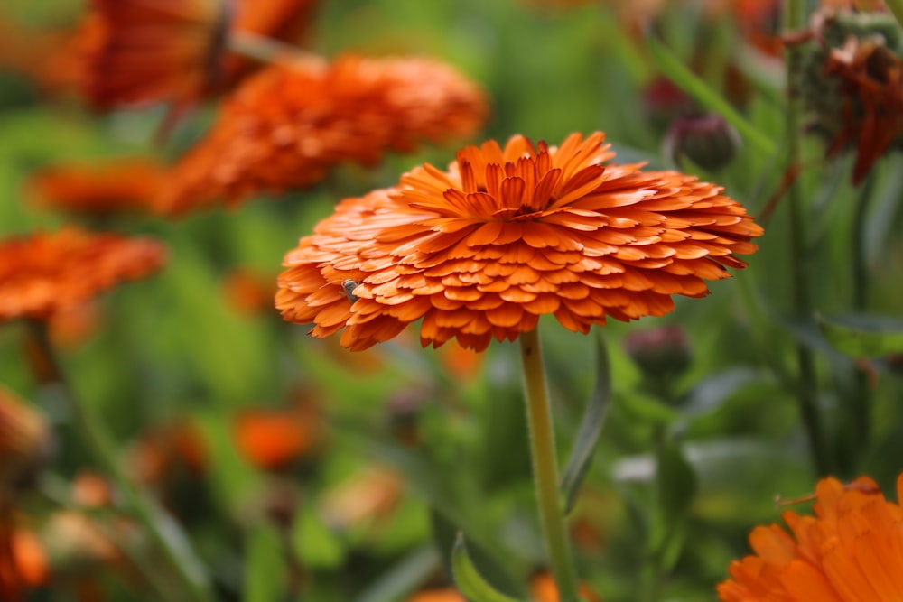 orange flower in tilt shift lens