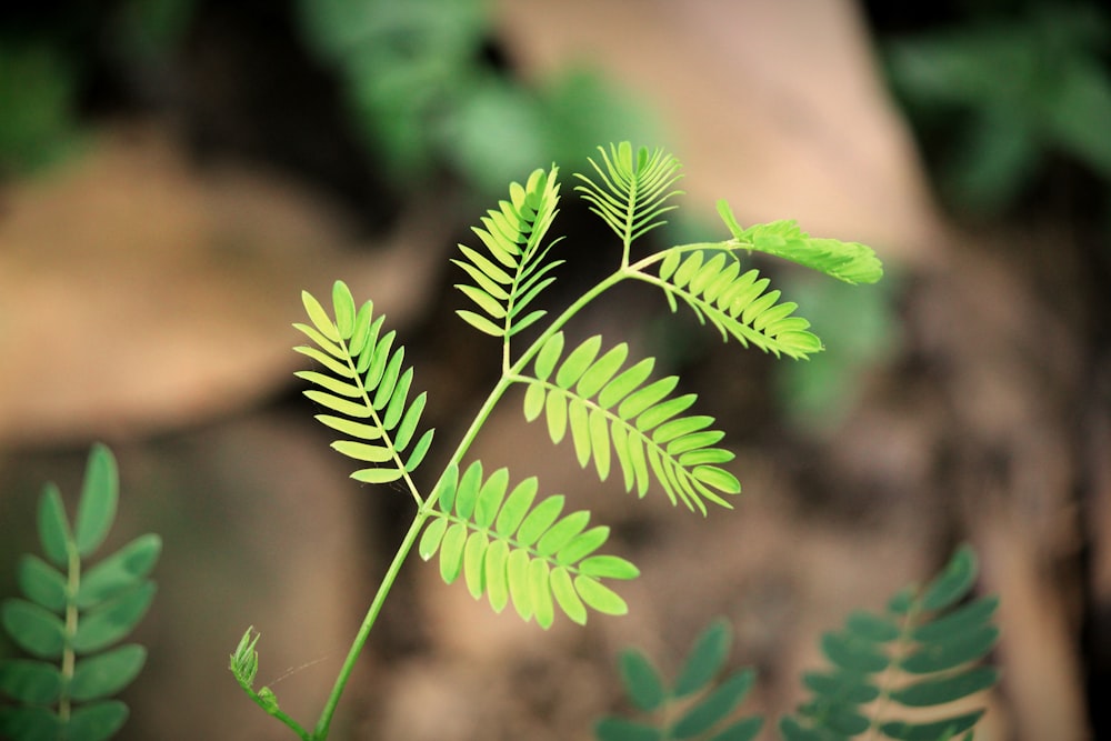 green fern plant in close up photography