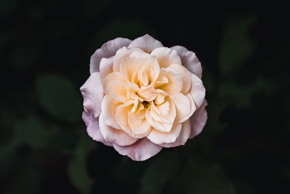 yellow rose in bloom during daytime