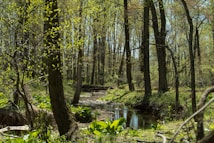 A serene forest scene with tall trees and bright green leaves, surrounding a gentle stream that meanders through the lush undergrowth. The sunlight filters through the branches, creating dappled patterns on the forest floor.