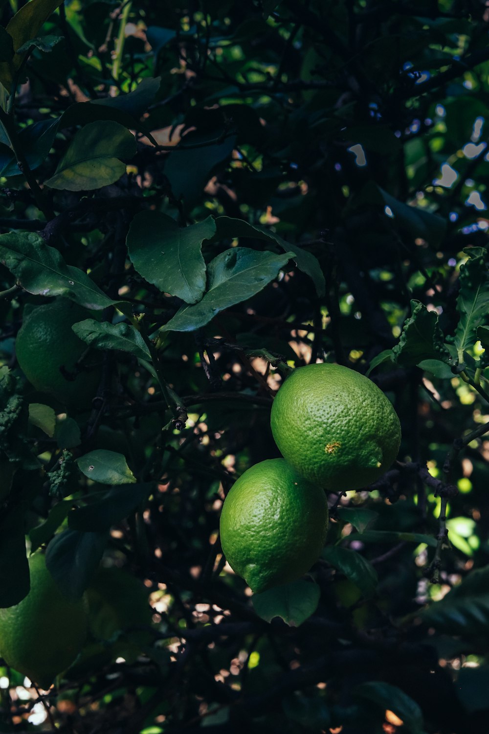 green lemon fruit on tree