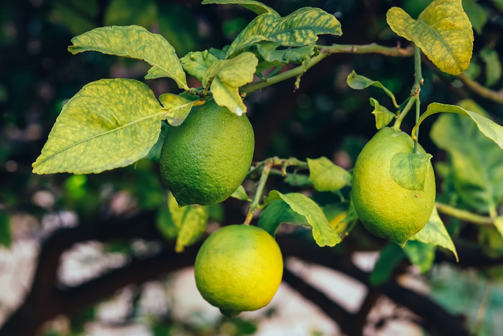 クローズアップ写真の緑のレモンの果実