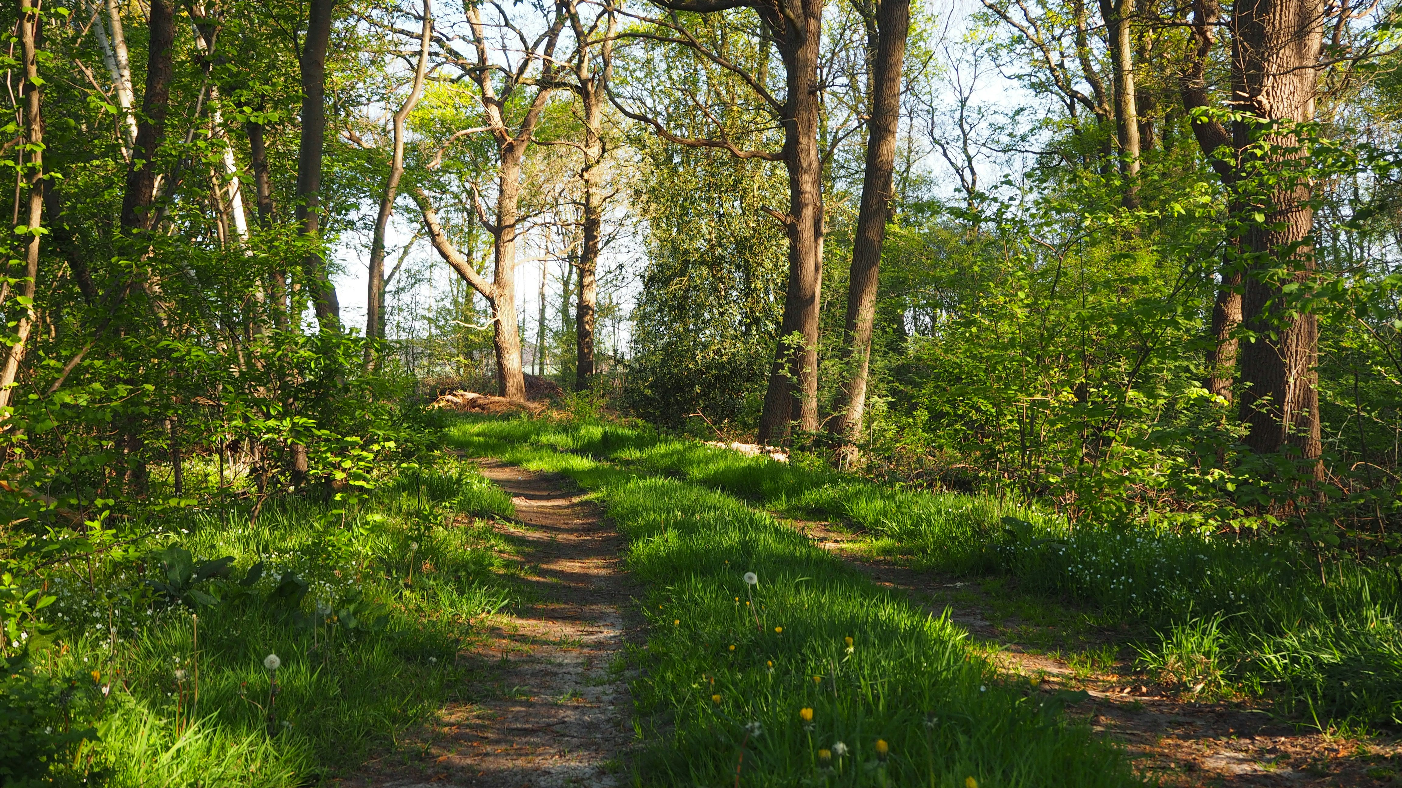 Afbeelding van Haarlo