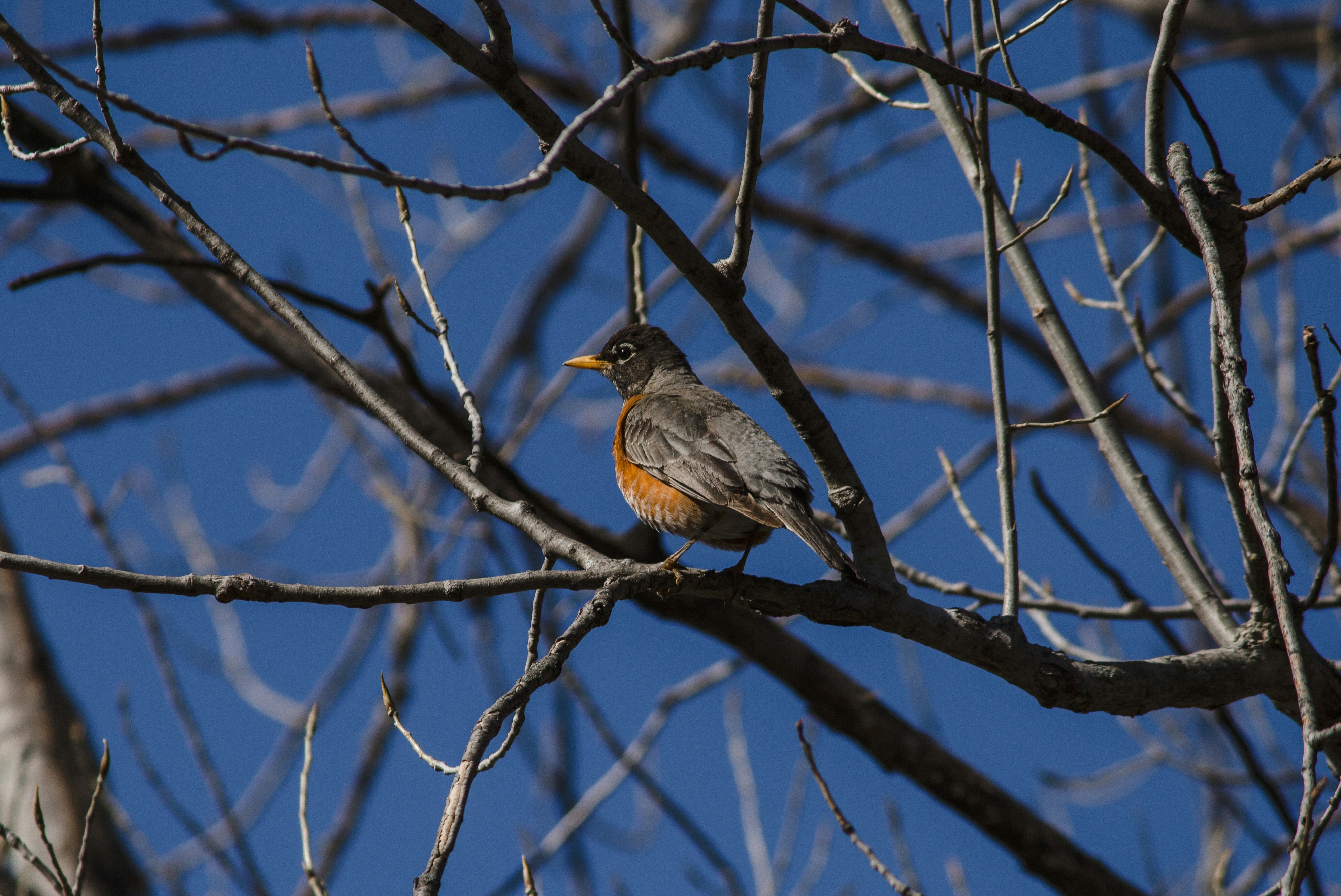 Brown and gray bird on brown tree branch during daytime photo Free